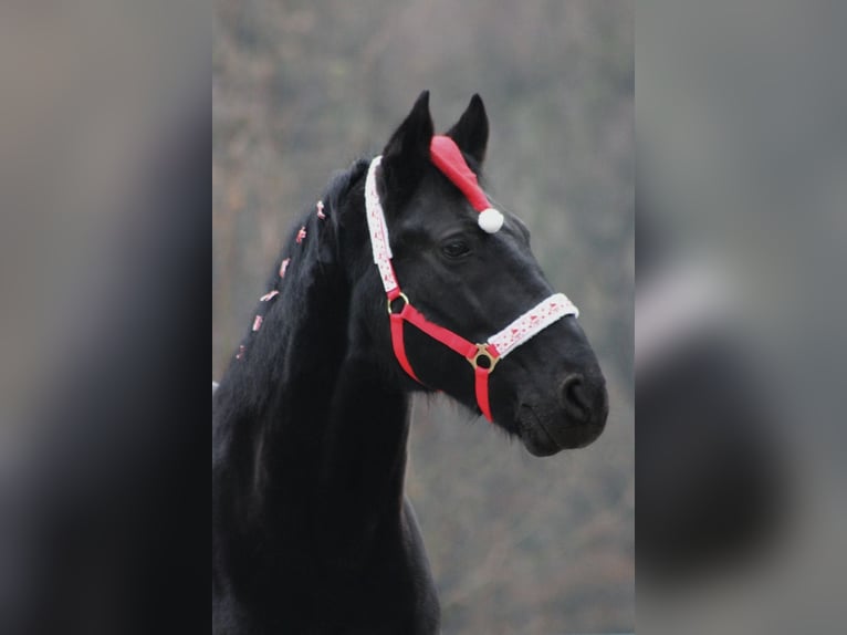 Plus de chevaux à sang chaud Hongre 17 Ans 160 cm Noir in Bochumbochum