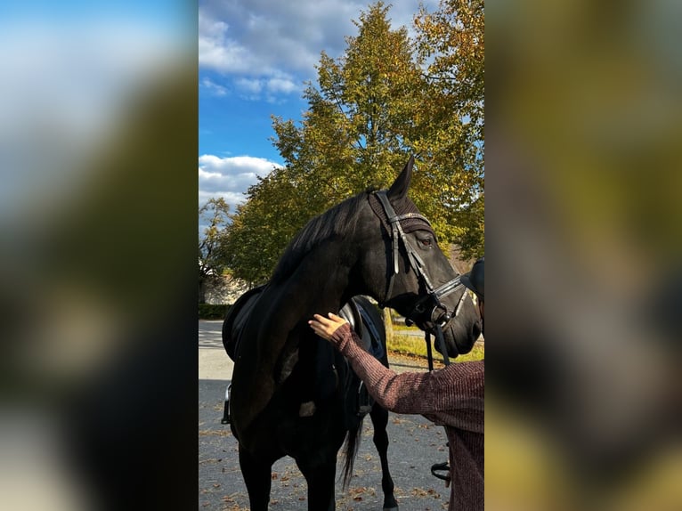 Plus de chevaux à sang chaud Hongre 17 Ans 160 cm Noir in Lippstadt