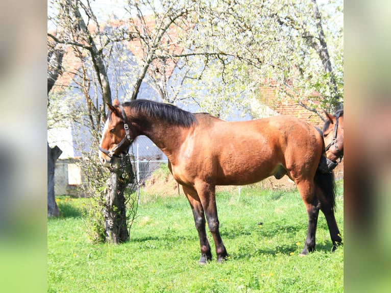 Plus de chevaux à sang chaud Hongre 17 Ans 163 cm Bai in Geislingen