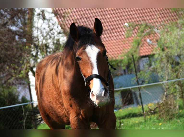 Plus de chevaux à sang chaud Hongre 17 Ans 163 cm Bai in Geislingen