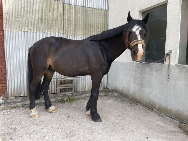 Plus de chevaux à sang chaud Croisé Hongre 17 Ans 172 cm Noir in Battenberg (Eder)