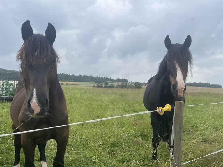 Plus de chevaux à sang chaud Croisé Hongre 17 Ans 172 cm Noir in Battenberg (Eder)