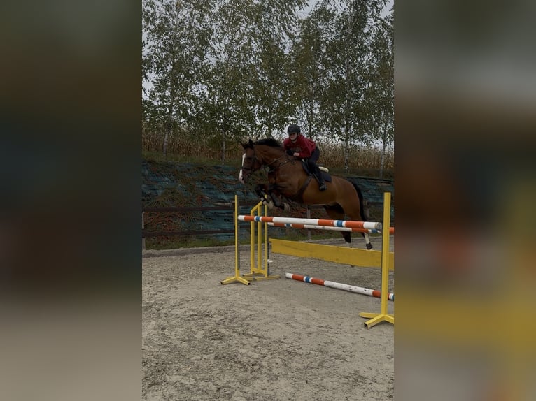 Plus de chevaux à sang chaud Croisé Hongre 17 Ans 173 cm Bai in Bielsko-Biała