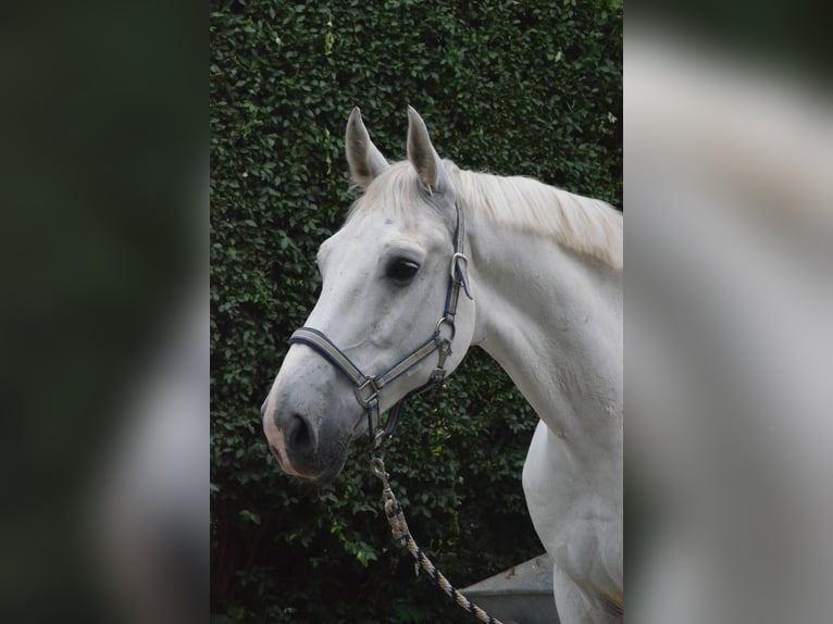 Plus de chevaux à sang chaud Hongre 17 Ans 178 cm Gris in Mettmann