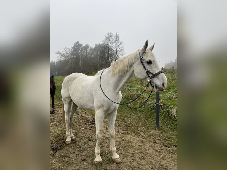 Plus de chevaux à sang chaud Hongre 17 Ans 180 cm Gris in Graz