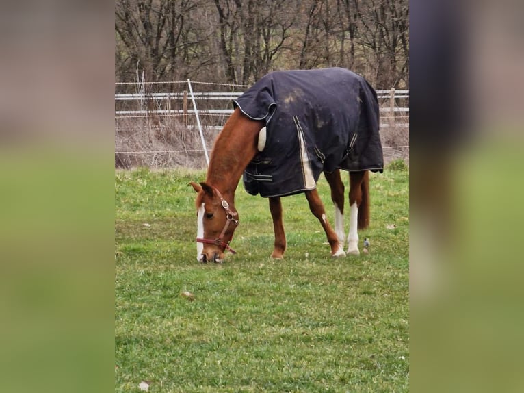 Plus de chevaux à sang chaud Hongre 18 Ans 157 cm Alezan in Neustadt (Hessen)