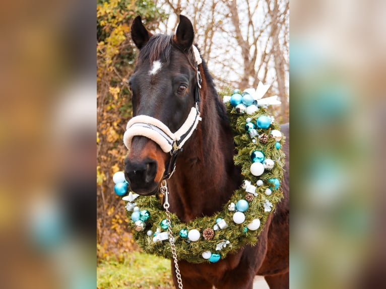 Plus de chevaux à sang chaud Hongre 19 Ans 155 cm Bai brun in Götzendorf