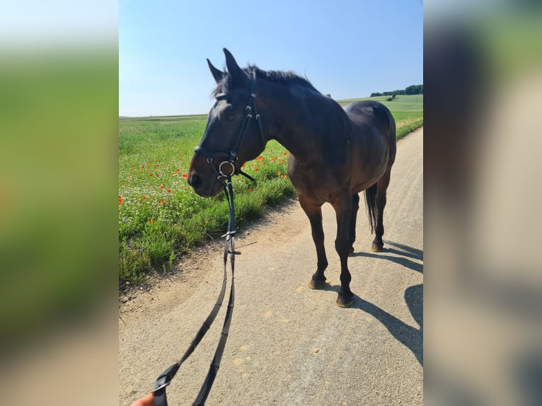 Plus de chevaux à sang chaud Hongre 19 Ans 160 cm Bai brun in Eggendorf im Thale