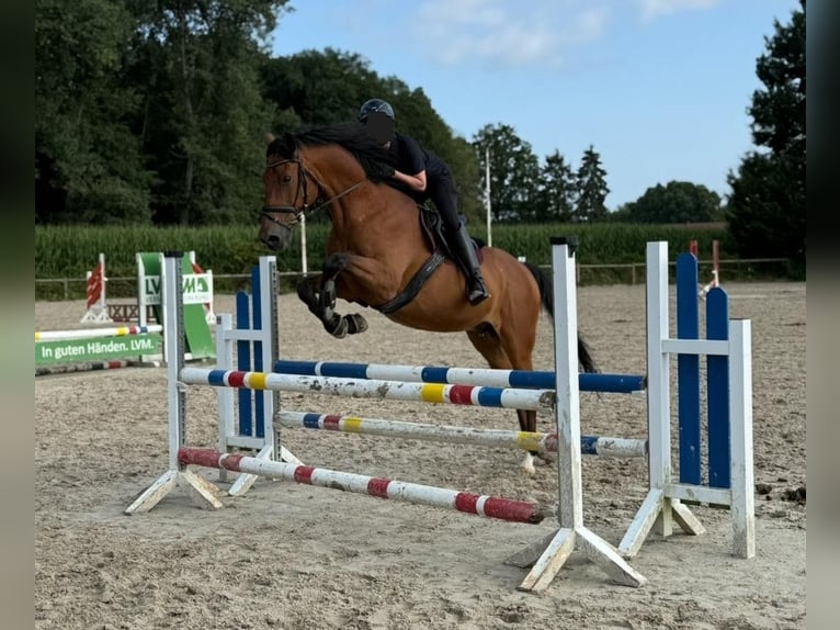 Plus de chevaux à sang chaud Hongre 19 Ans 165 cm Bai in Havixbeck