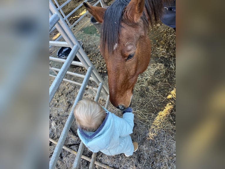 Plus de chevaux à sang chaud Hongre 19 Ans 168 cm Bai in Offenbach