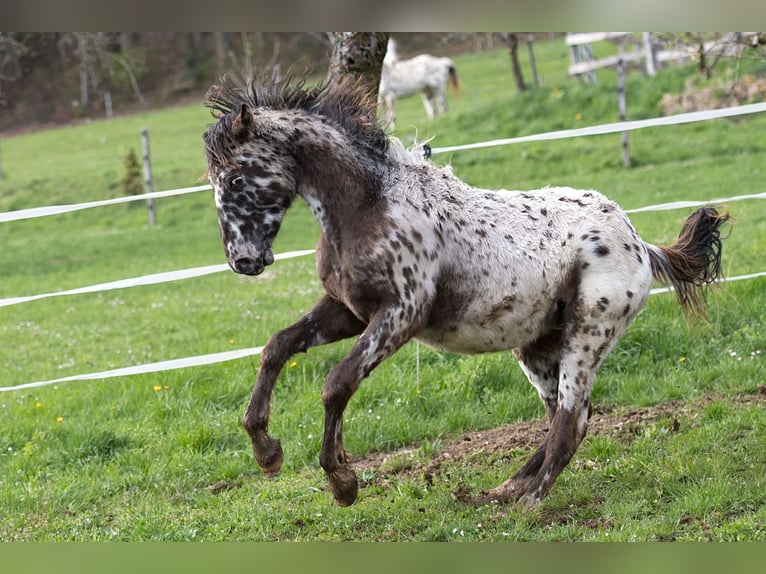 Plus de chevaux à sang chaud Hongre 1 Année 155 cm Léopard in Stüsslingen