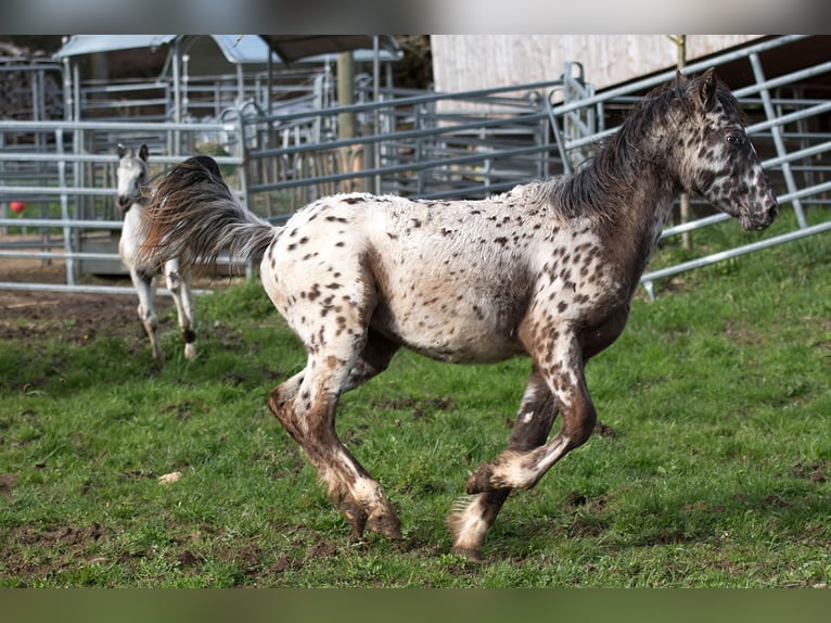 Plus de chevaux à sang chaud Hongre 1 Année 155 cm Léopard in Stüsslingen