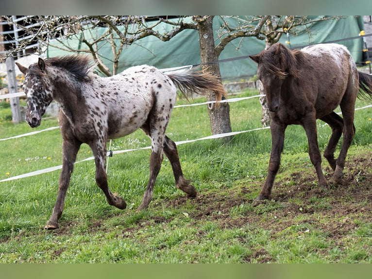 Plus de chevaux à sang chaud Hongre 1 Année 155 cm Léopard in Stüsslingen