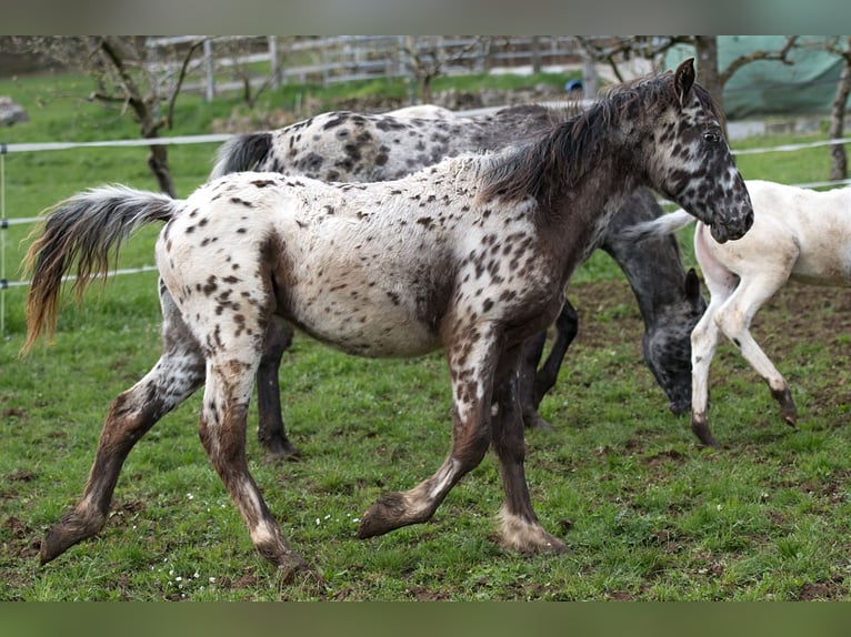 Plus de chevaux à sang chaud Hongre 1 Année 155 cm Léopard in Stüsslingen