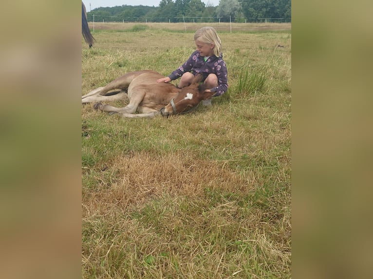 Plus de chevaux à sang chaud Croisé Hongre 1 Année 156 cm Peut devenir gris in Wolfsburg