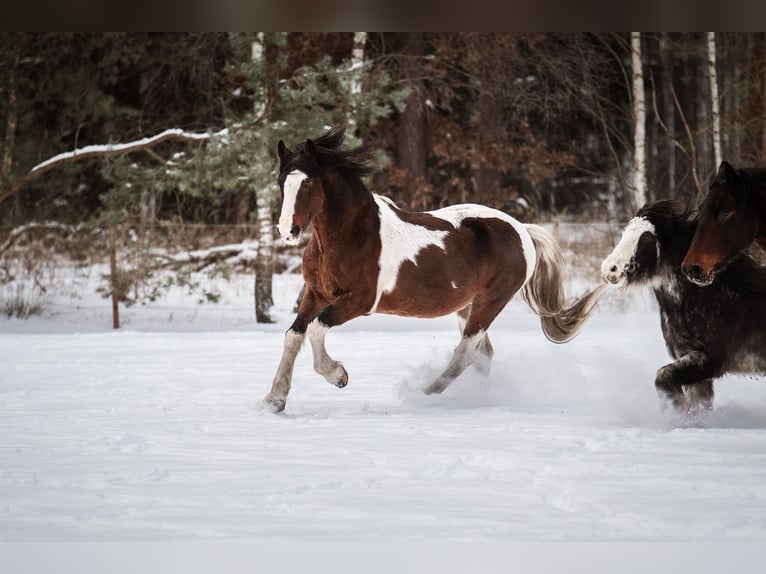 Plus de chevaux à sang chaud Croisé Hongre 1 Année 156 cm Peut devenir gris in Wolfsburg