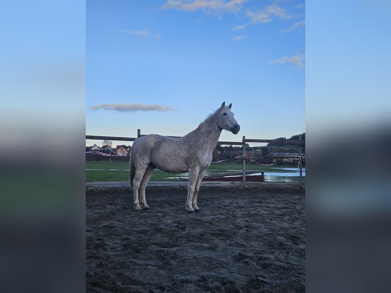 Plus de chevaux à sang chaud Croisé Hongre 20 Ans 161 cm Blanc in Lohra