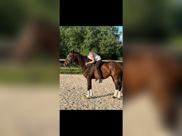 Plus de chevaux à sang chaud Hongre 21 Ans 164 cm Bai brun foncé in Witten Herbede