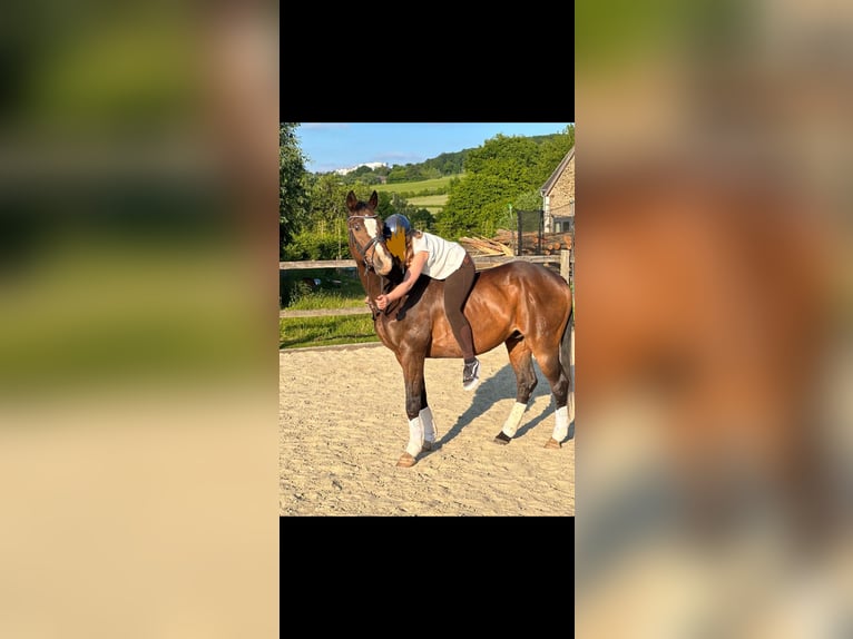 Plus de chevaux à sang chaud Hongre 21 Ans 164 cm Bai brun foncé in Witten Herbede