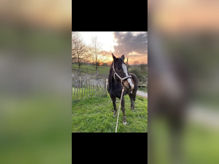 Plus de chevaux à sang chaud Hongre 21 Ans 164 cm Bai brun foncé in Witten Herbede