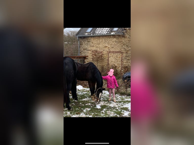 Plus de chevaux à sang chaud Hongre 21 Ans 164 cm Bai brun foncé in Witten Herbede