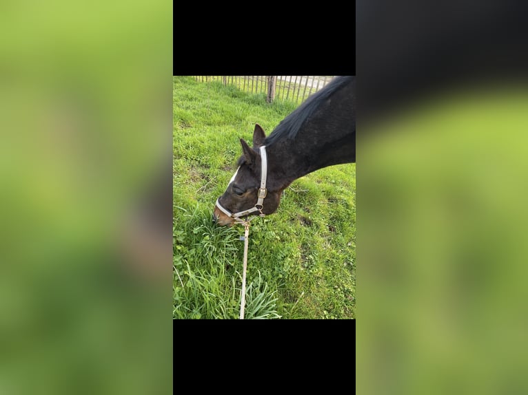 Plus de chevaux à sang chaud Hongre 21 Ans 164 cm Bai brun foncé in Witten Herbede