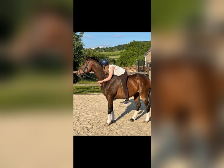 Plus de chevaux à sang chaud Hongre 21 Ans 164 cm Bai brun foncé in Witten Herbede