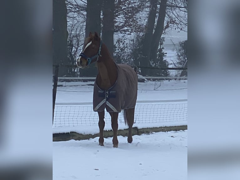 Plus de chevaux à sang chaud Hongre 21 Ans Alezan in AachenAaz
