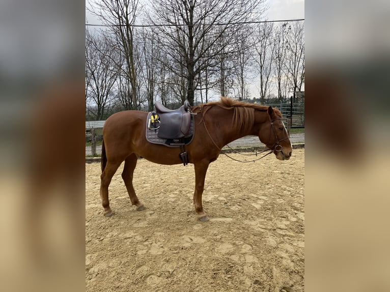 Plus de chevaux à sang chaud Hongre 21 Ans Alezan in AachenAaz