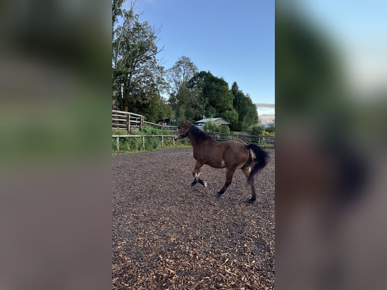 Plus de chevaux à sang chaud Croisé Hongre 22 Ans 159 cm Bai brun in Rottenbuch