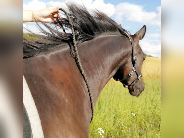 Plus de chevaux à sang chaud Hongre 22 Ans 163 cm Bai brun foncé in Fröndenberg