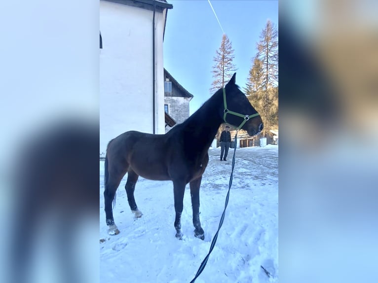 Plus de chevaux à sang chaud Hongre 22 Ans 172 cm Bai brun in Gnesau