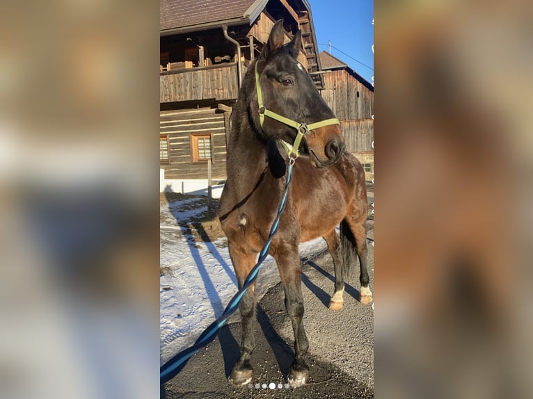 Plus de chevaux à sang chaud Hongre 22 Ans 172 cm Bai brun in Gnesau