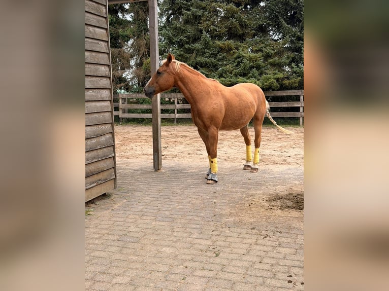 Plus de chevaux à sang chaud Hongre 23 Ans 156 cm Bai clair in Niederkrüchten