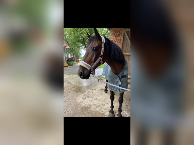 Plus de chevaux à sang chaud Croisé Hongre 23 Ans 162 cm Bai in Piberbach