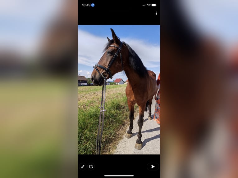 Plus de chevaux à sang chaud Croisé Hongre 23 Ans 162 cm Bai in Piberbach