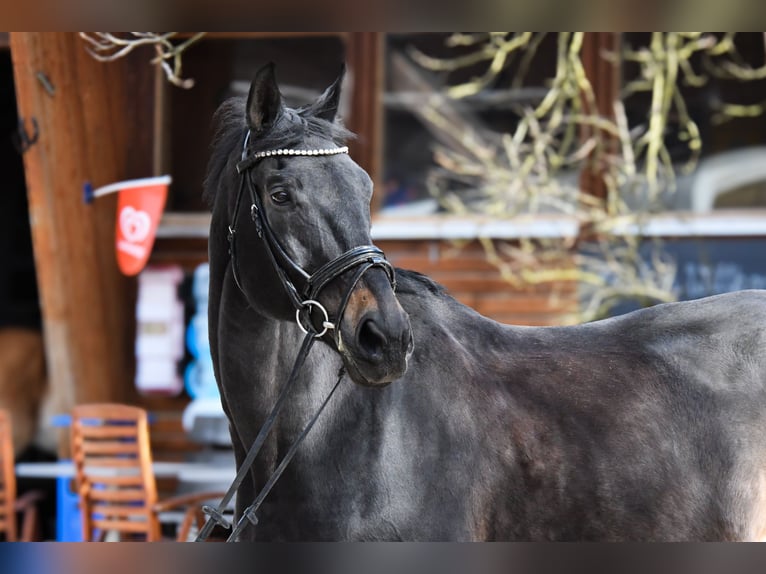 Plus de chevaux à sang chaud Hongre 23 Ans 165 cm Bai brun in Riedstadt