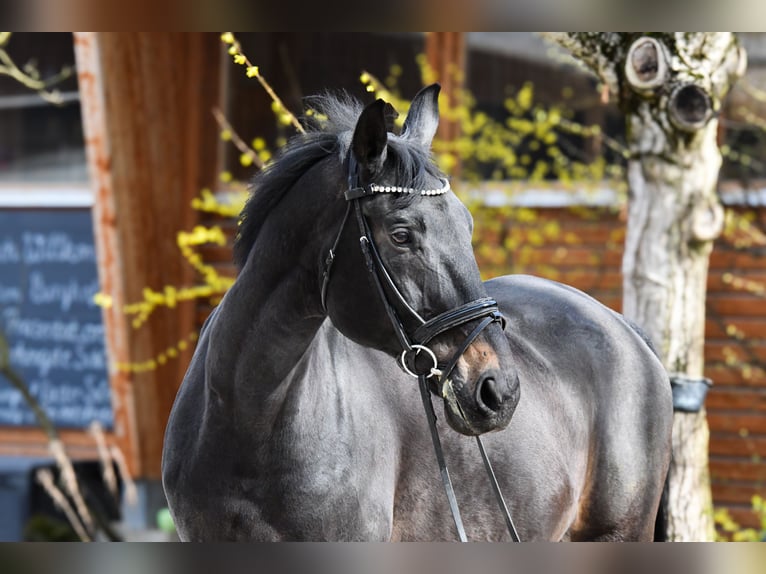 Plus de chevaux à sang chaud Hongre 23 Ans 165 cm Bai brun in Riedstadt