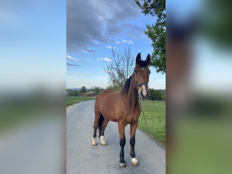 Plus de chevaux à sang chaud Hongre 25 Ans 175 cm Bai in Altenhof