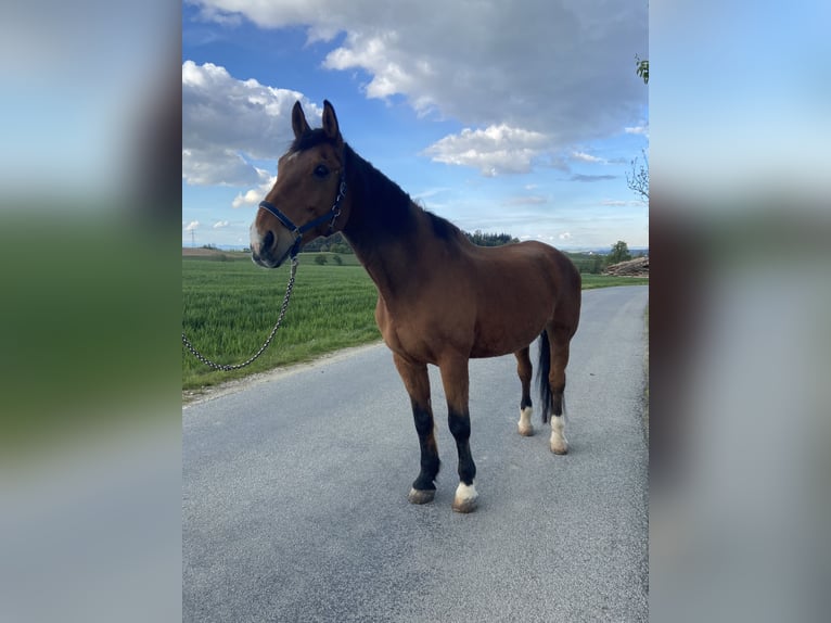 Plus de chevaux à sang chaud Hongre 25 Ans 175 cm Bai in Altenhof