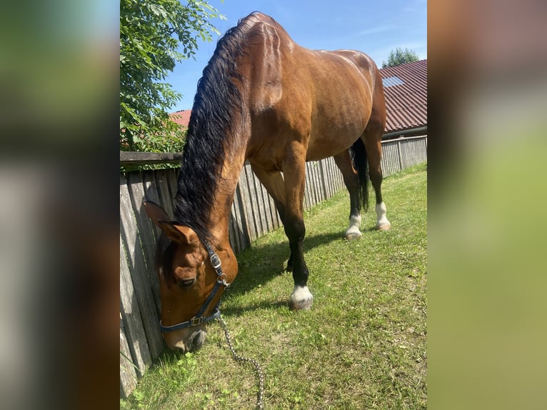 Plus de chevaux à sang chaud Hongre 25 Ans 175 cm Bai in Altenhof