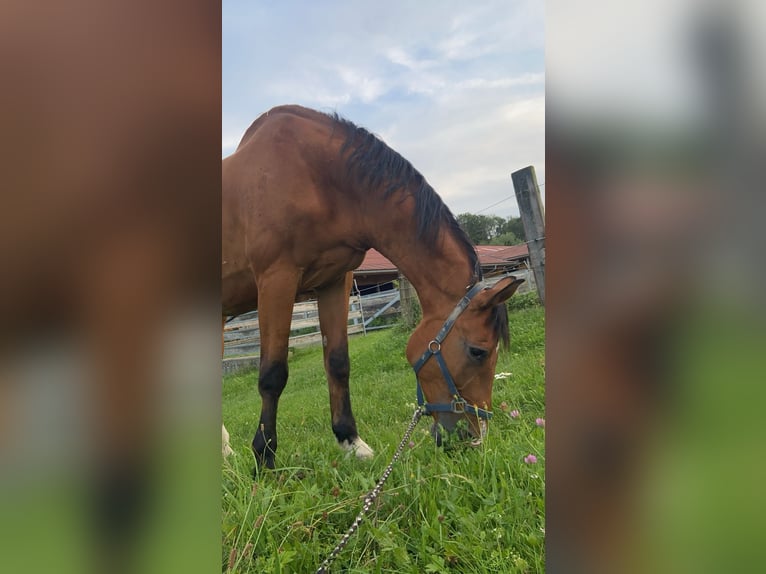 Plus de chevaux à sang chaud Hongre 25 Ans 175 cm Bai in Altenhof