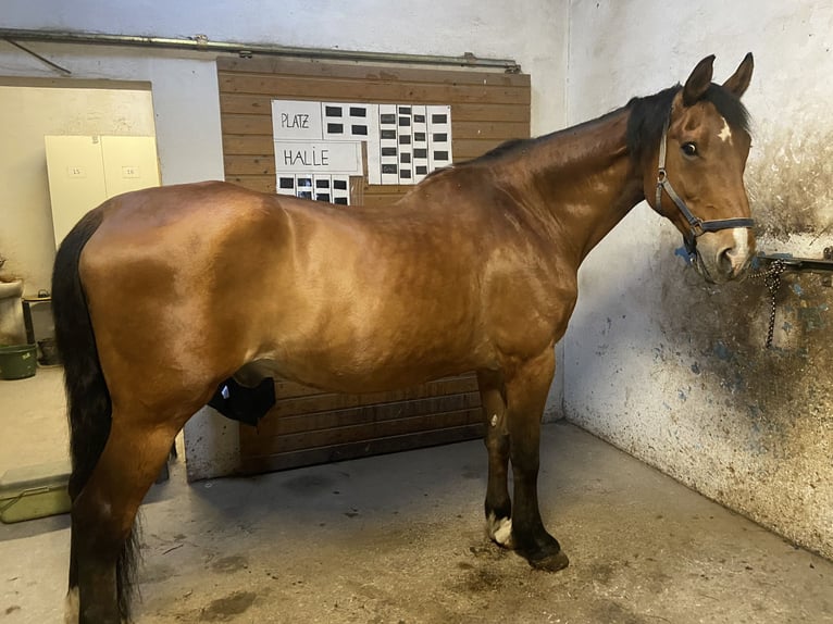 Plus de chevaux à sang chaud Hongre 25 Ans 175 cm Bai in Altenhof