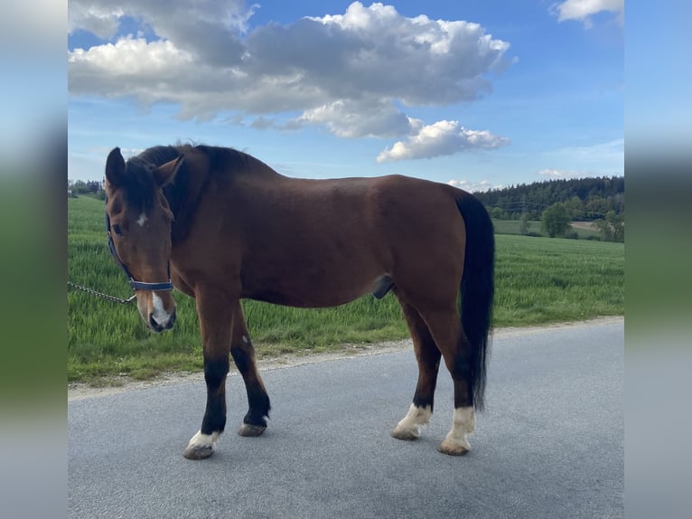 Plus de chevaux à sang chaud Hongre 25 Ans 175 cm Bai in Altenhof