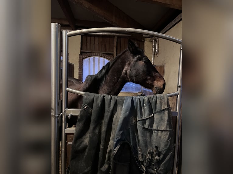 Plus de chevaux à sang chaud Hongre 27 Ans 168 cm Bai in Hart bei Graz
