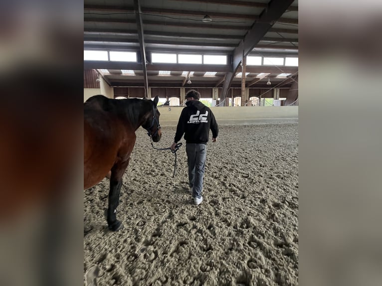 Plus de chevaux à sang chaud Hongre 27 Ans 168 cm Bai in Hart bei Graz