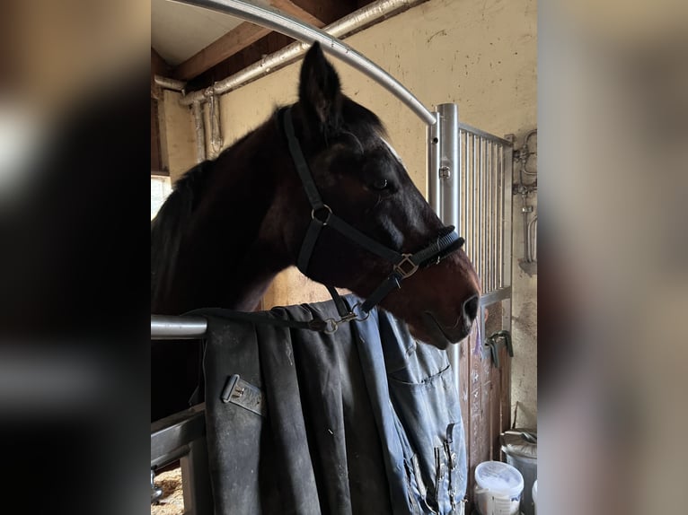 Plus de chevaux à sang chaud Hongre 27 Ans 168 cm Bai in Hart bei Graz