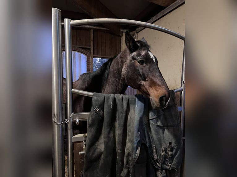Plus de chevaux à sang chaud Hongre 27 Ans 168 cm Bai in Hart bei Graz