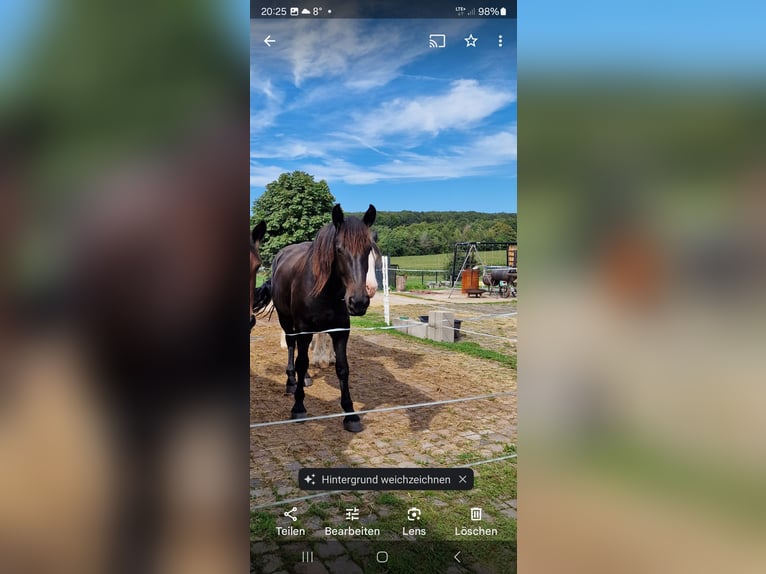 Plus de chevaux à sang chaud Hongre 2 Ans 158 cm Bai brun foncé in Burbach