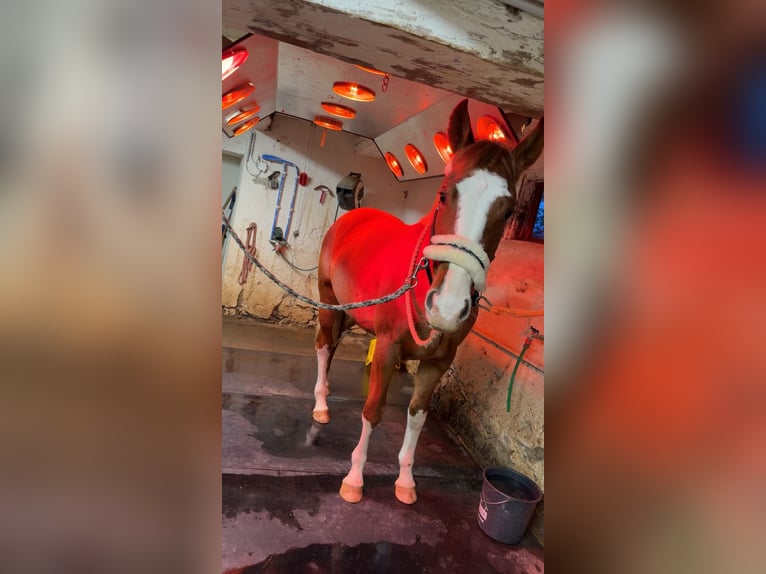 Plus de chevaux à sang chaud Hongre 2 Ans 160 cm Alezan in Knittelfeld